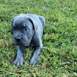 Cane Corso All Grown Up from Southern Sugar Cane Corso LLC