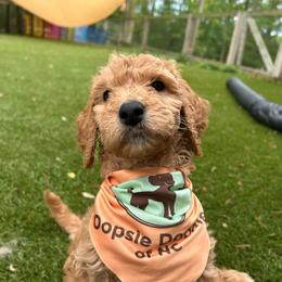 Beacon - Red  female Goldendoodle puppy in Camden, North Carolina from Oopsie Doodles of NC