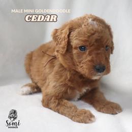 Cedar - Red  male Goldendoodle puppy in Palmetto Bay, Florida from SOMIDOODLES