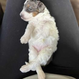 Bernedoodle Puppies from Daisy's Doodles