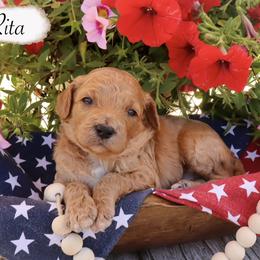 Miniature Schnauzer and Poodle Puppies from Crystal Rose Canines