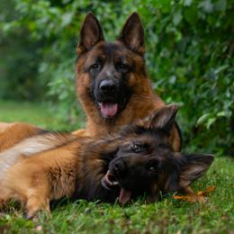 German Shepherd puppies from Stephanie Uhelsky