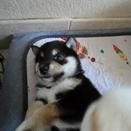 AKC Buddy - Black and tan male Shiba Inu puppy in Jensen Beach, Florida from ScrapiShibas