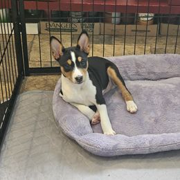 Basenji Puppies from Flutesong Basenjis II