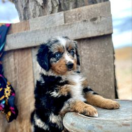 Ash - Blue merle female Assorted Doodle Crosses puppy in Randolph, Utah from Dry Canyon Pups