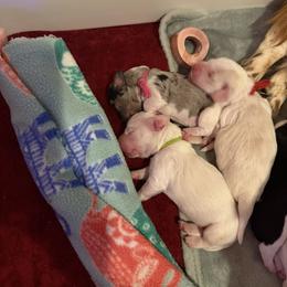 Girl 1 - Dapple female Dachshund puppy in Jacksonville, Florida from Little Lords & Ladies Dachshunds