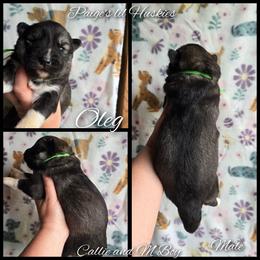 Oleg - Agouti and white male Siberian Husky puppy in Bloomfield, Indiana from Paiges lil huskies