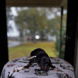 Gracie - Black and rust female Beauceron puppy in Scott, Arkansas from Seelingers Beaucerons