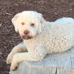 Fauna  - Lagotto Romagnolo