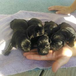 Girl 1 - Black female Labrador Retriever puppy in Archer Lodge, North Carolina from Archer Lodge Labradors