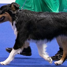 Gypsy - Australian Shepherd