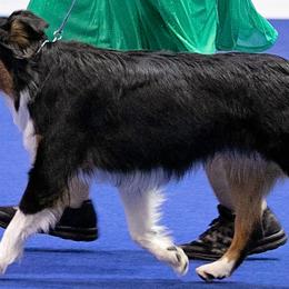 Gypsy - Australian Shepherd