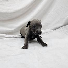 Ferb - Blue male Italian Greyhound puppy in Newalla, Oklahoma from Heartland Iggys