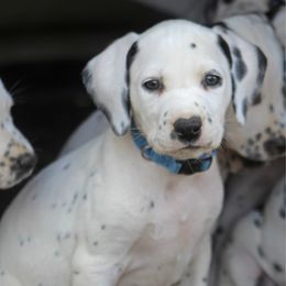 Male 2 - White and black male Dalmatian puppy in Lake Mathews, California from Bully Market