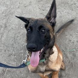 Belgian Malinois Puppies from BlueStone