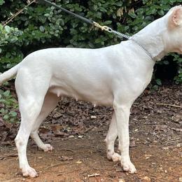 Leia - Dogo Argentino