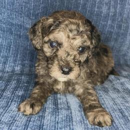 Flint - Merle male Cockapoo puppy in Bedford, Iowa from Our Father’s Doodles