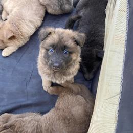 Girl 3 Little chunky monkey girl - Blue female German Shepherd puppy in Pelham, North Carolina from P & P Shepherds