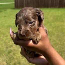 Nia - Merle female Goldendoodle puppy in Forney, Texas from Cityline Goldendoodles