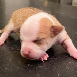 Boy 4 - Fawn and white male Chihuahua puppy in Lees Summit, Missouri from Divine K9s LLC