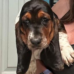 Girl 3 - Black white and tan female Basset Hound puppy in Knoxville, Tennessee from Jen's Bassets