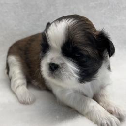 Shih Tzu Puppies from Little Miracles Shih Tzu