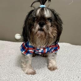 Odin - Shih Tzu