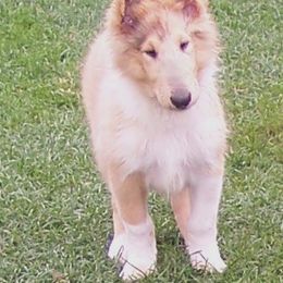 Collie Puppies from Thorndale Collies
