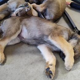 Berger Picard Puppies from Biger Creek