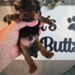 Noah - Black and gold male Yorkshire Terrier puppy in Clermont, Florida from Bella's Prissy Butts