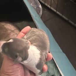 Italian Greyhound Puppies from Fisher Link