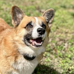 Pembroke Welsh Corgis from Dalton family corgis
