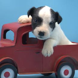 Atticus - male Jack Russell Terrier puppy in Menifee, California from Wendover Terriers