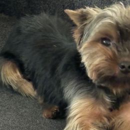 Dachshunds and Yorkshire Terriers from Devoted Doxies