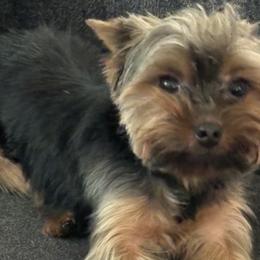 Dachshunds and Yorkshire Terriers from Devoted Doxies