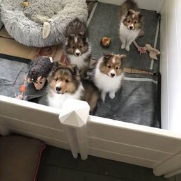 Shetland Sheepdog Puppies from Yardart Shelties