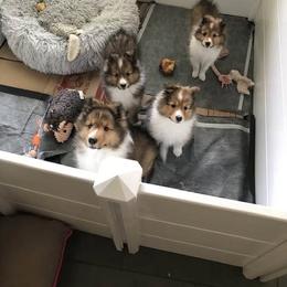 Shetland Sheepdog Puppies from Yardart Shelties