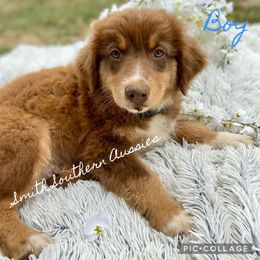 Australian Shepherd Puppies from Smith Southern Aussies