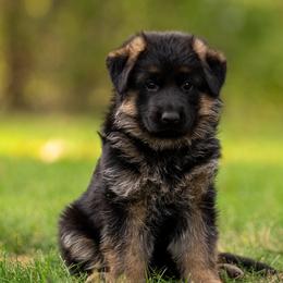 German Shepherds from Free Indeed Shepherds