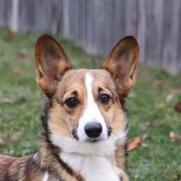 Mandy - Pembroke Welsh Corgi