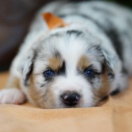 Wyatt - Blue merle male Miniature Australian Shepherd puppy in Chesapeake, Virginia from Beaver Dam Mini Aussies