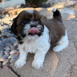 AKC Zippy (Champion Bloodlines) - Tricolor male Shih Tzu puppy in Long Beach, California from Prieto Shih-Tzu's