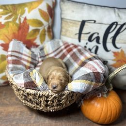 White Collar - Dark golden female Golden Retriever puppy in Monroe, Tennessee from Golden Girls Furever Friends