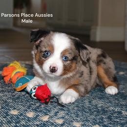 Gorgeous boy - Blue merle male Miniature Australian Shepherd puppy in Chandler, Oklahoma from Parsons Place Aussies