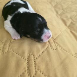 Girl2 - Black and white female Havanese puppy in Batesville, Arkansas from Hillbilly Havanese