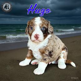 Hugo - Chocolate merle male Bernedoodle puppy in Banner Elk, North Carolina from Walnut Tree Bernedoodles