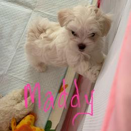Spring's Blooming Madeline MFK AKA Maddy - White female Maltese puppy in Calhan, Colorado from Millennium Falcon Kennels