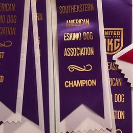 English Springer Spaniels from Llewellyn Farms English Springer Spaniels