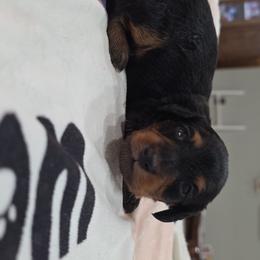 Black and tan - Black and tan male Dachshund puppy in West Plains, Missouri from Spring Creek Dachshunds