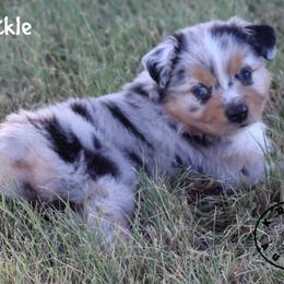 Crackle - Blue merle male Miniature Australian Shepherd puppy in Garden Plain, Kansas from Krazy K Aussies